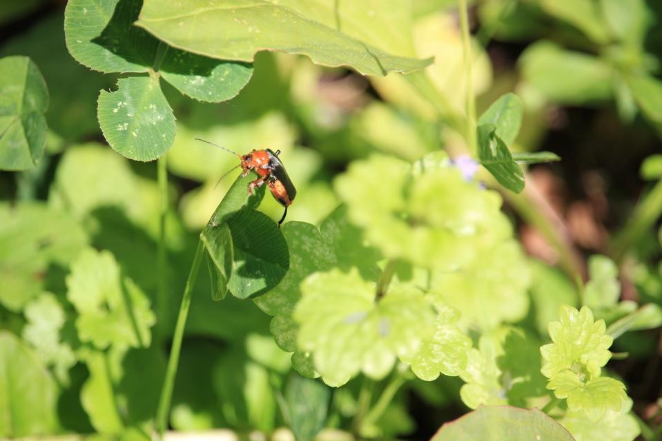 Cantharis livida - mezei lágybogár
