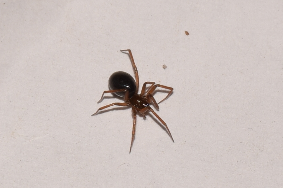 Microneta viaria