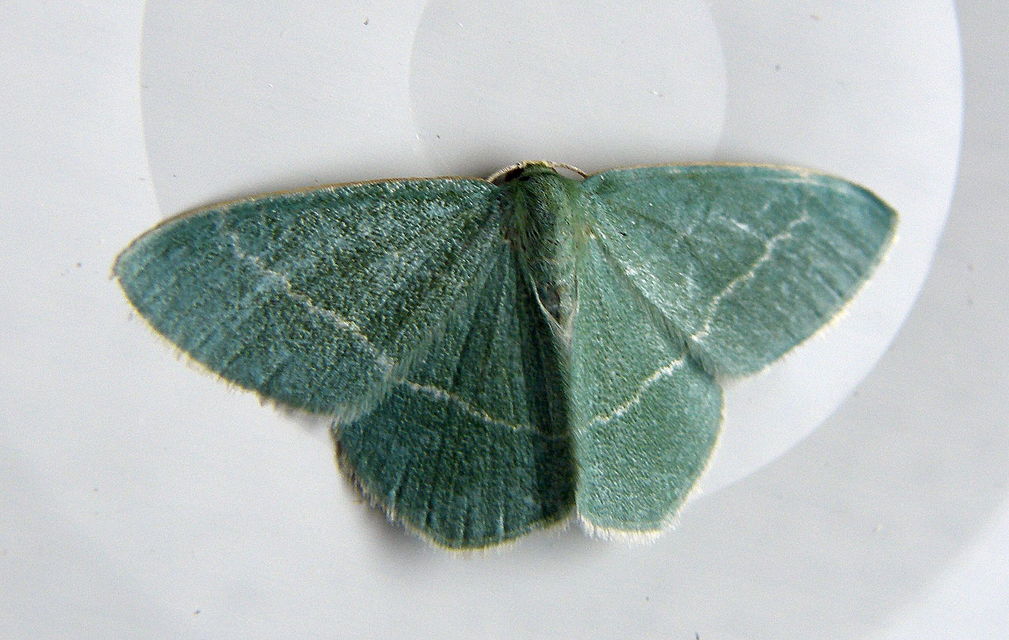 Chlorissa cloraria - sárgászöld araszoló