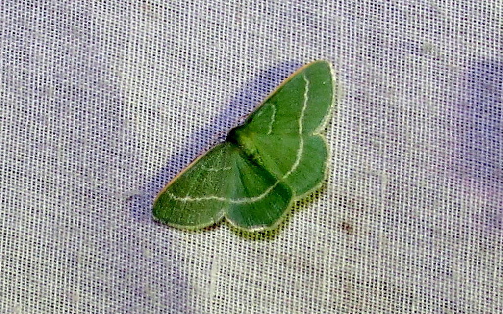 Chlorissa viridata - üdezöld araszoló