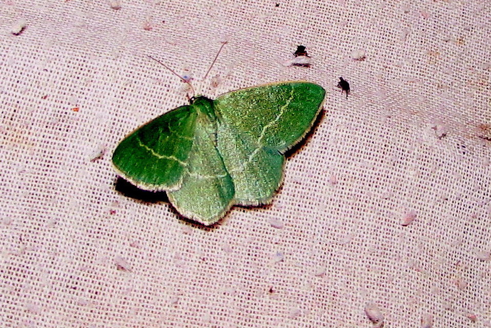 Chlorissa viridata/cloraria