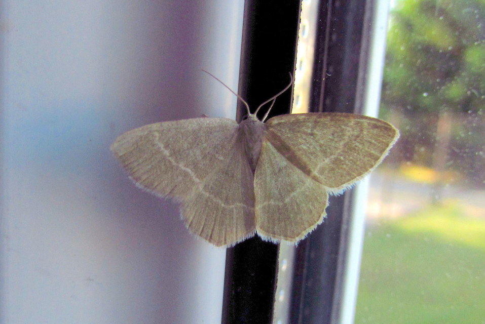 Chlorissa cloraria - sárgászöld araszoló