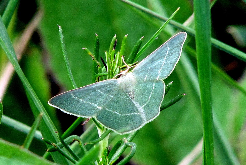 Chlorissa cloraria - sárgászöld araszoló