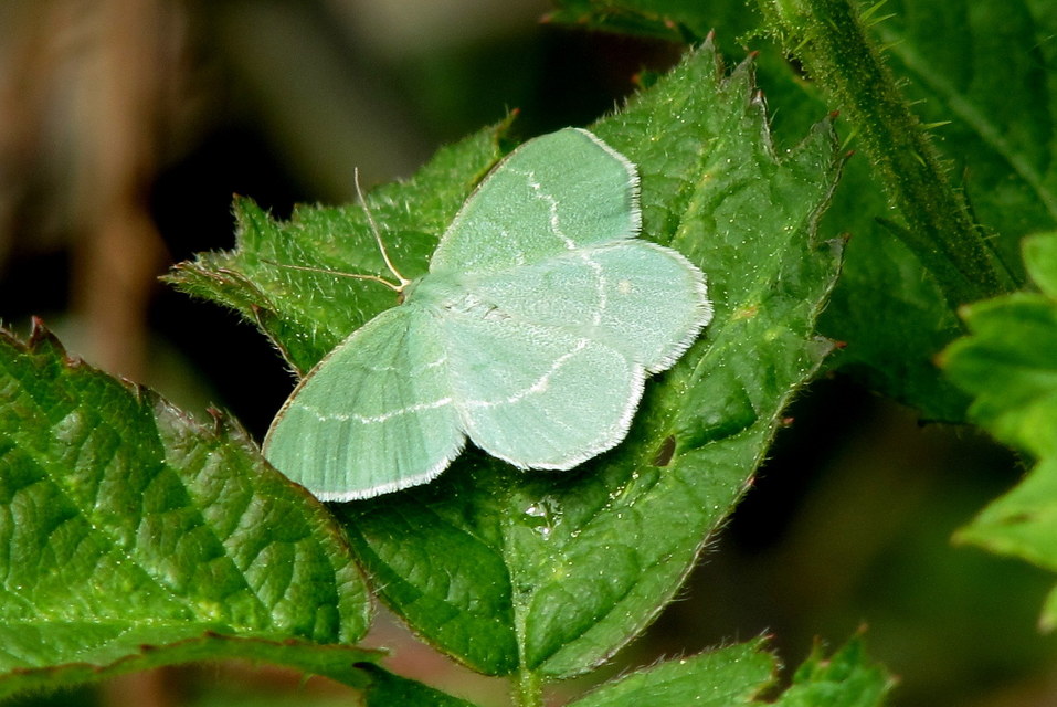 Chlorissa cloraria - sárgászöld araszoló