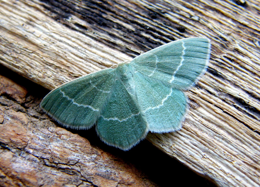 Chlorissa viridata - üdezöld araszoló