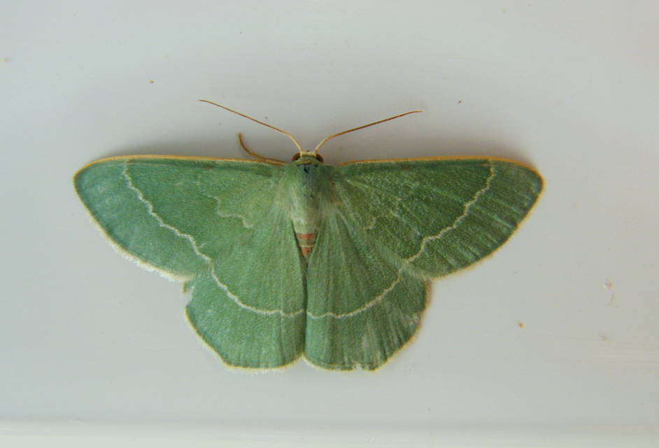 Chlorissa viridata - üdezöld araszoló