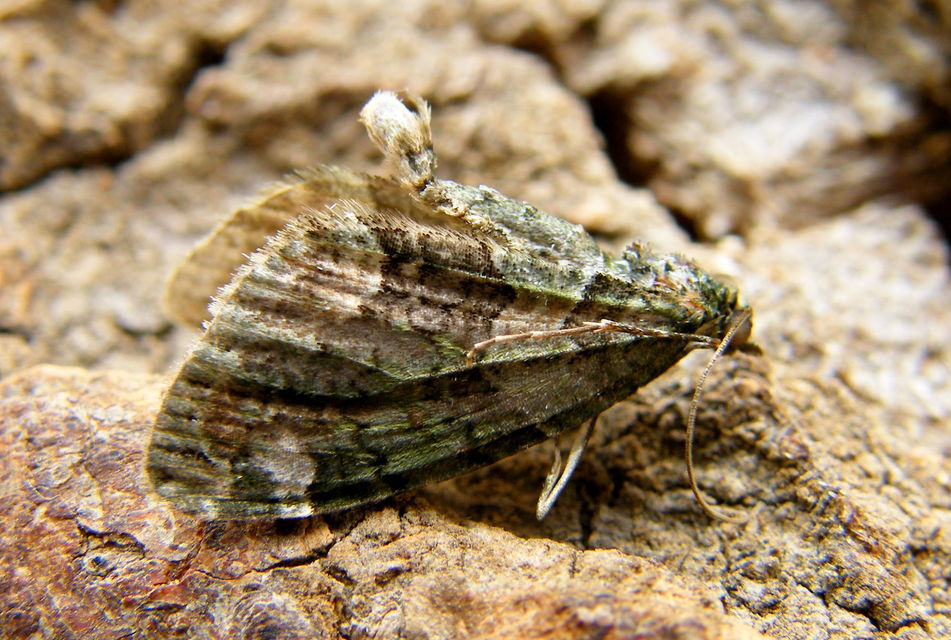 Chloroclysta siterata - salátazöld araszoló