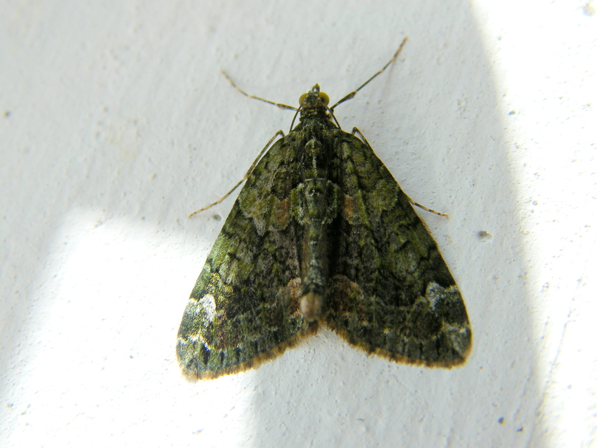 Chloroclysta siterata - salátazöld araszoló
