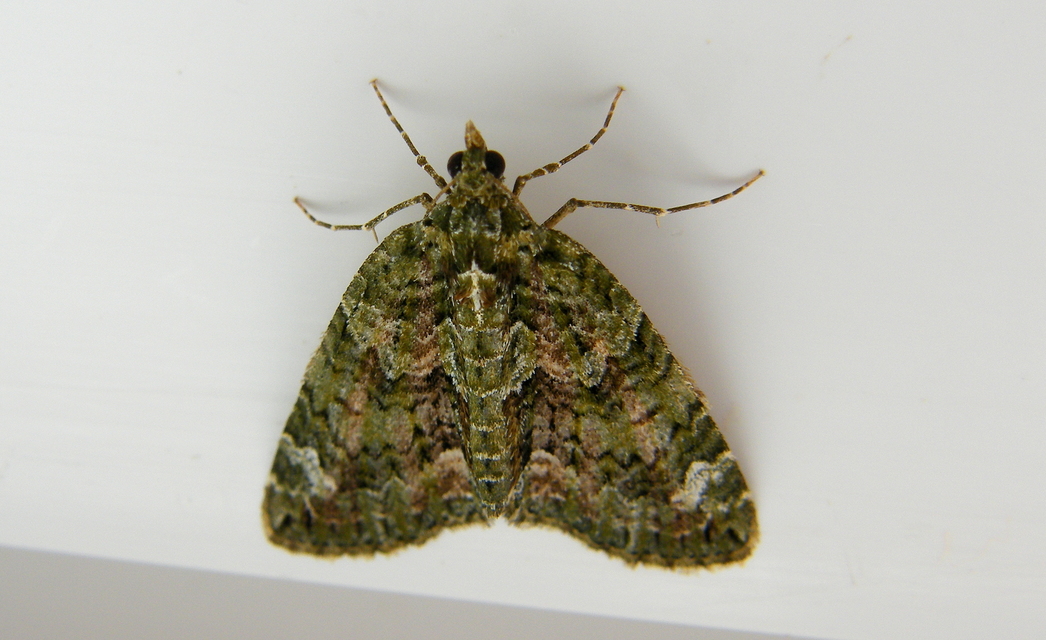 Chloroclysta siterata - salátazöld araszoló
