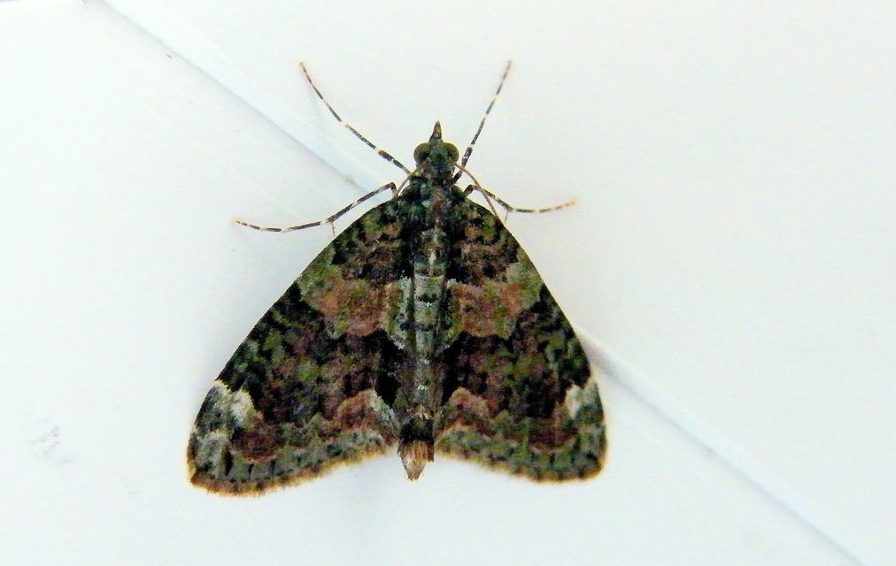 Chloroclysta siterata - salátazöld araszoló