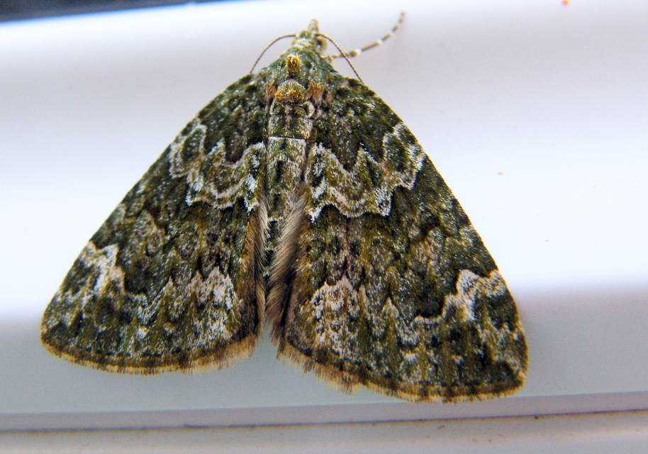 Chloroclysta siterata - salátazöld araszoló