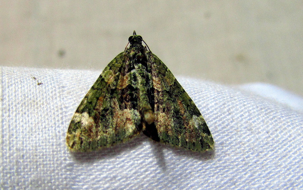 Chloroclysta siterata - salátazöld araszoló