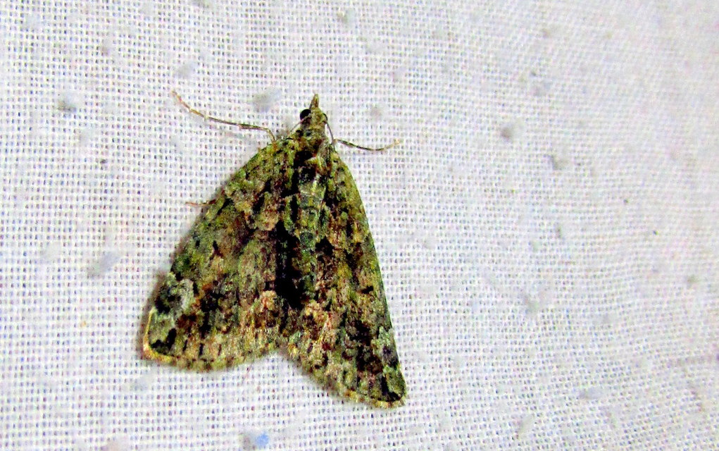 Chloroclysta siterata - salátazöld araszoló
