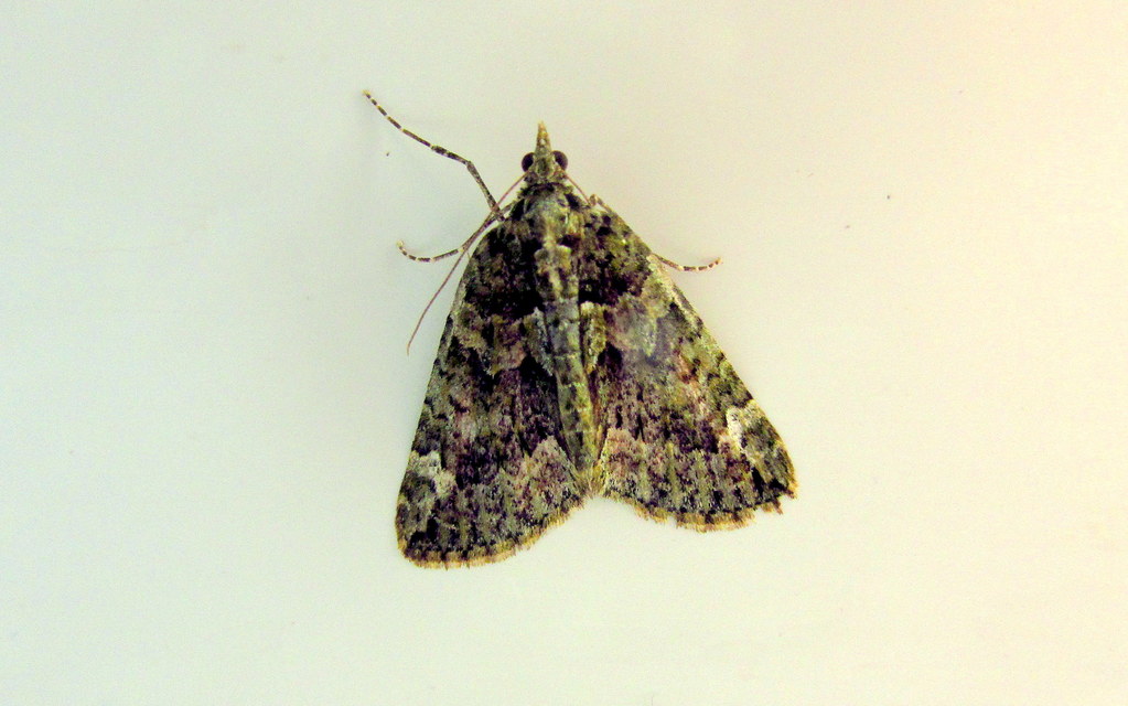 Chloroclysta siterata - salátazöld araszoló