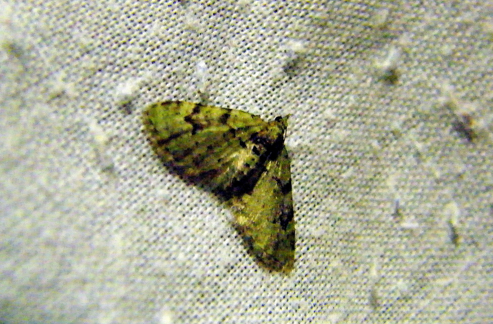 Chloroclystis v-ata - zöldes törpearaszoló