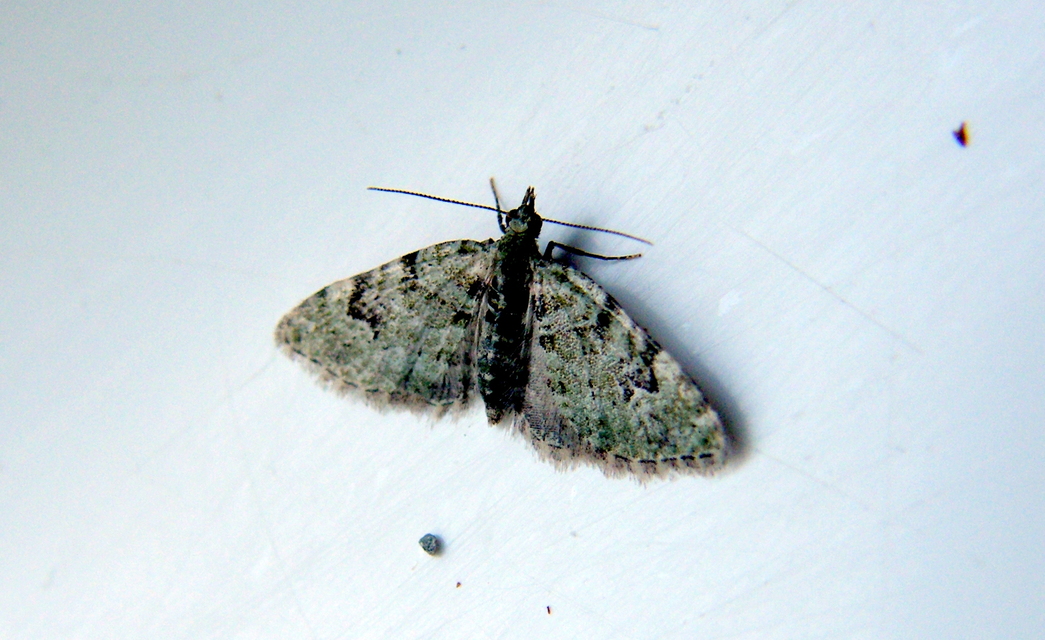 Chloroclystis v-ata - zöldes törpearaszoló