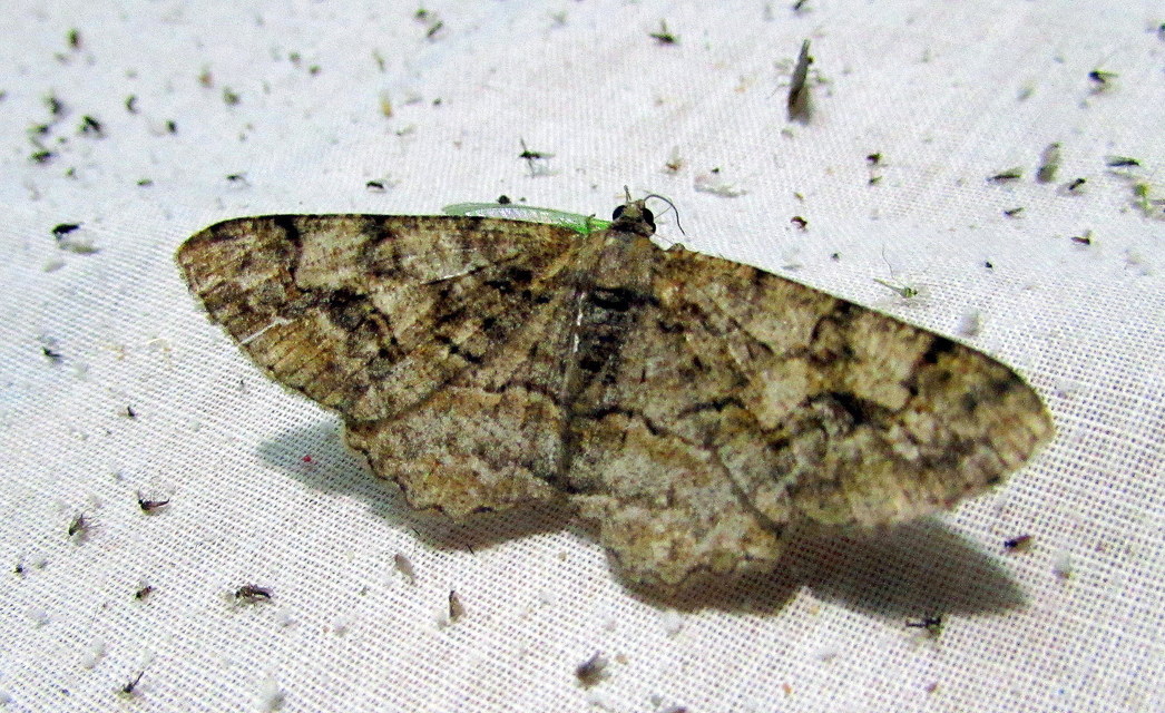 Alcis repandata - foltos faaraszoló Alcis repandata - foltos faaraszoló