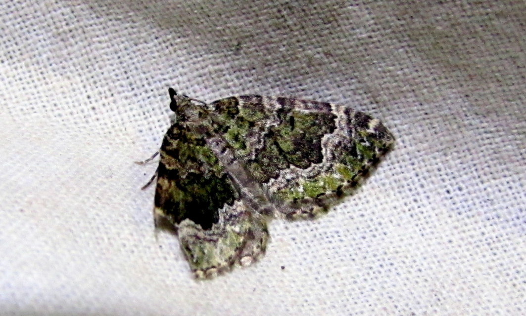 Colostygia olivata - olajzöld levélaraszoló