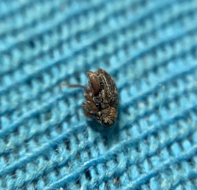 Orchestes erythropus - mintás bolhaormányos