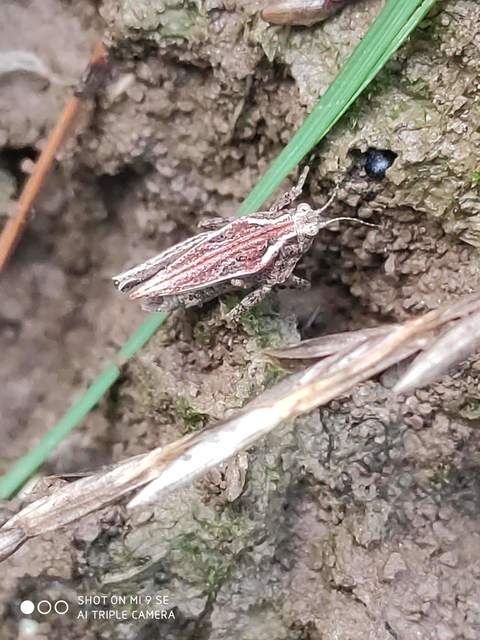 Tetrix tenuicornis - vékonycsápú tövishátúsáska