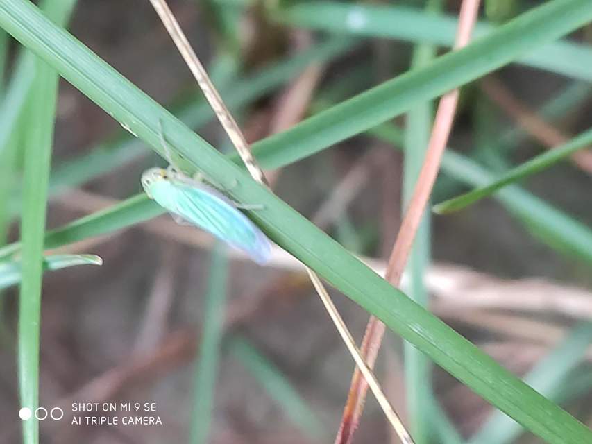 Cicadella viridis - méregzöld kabóca