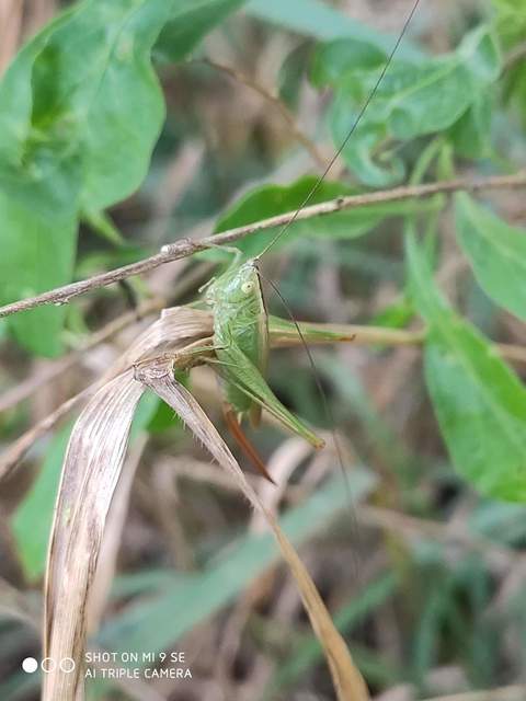 Conocephalus fuscus - kis kúpfejűszöcske