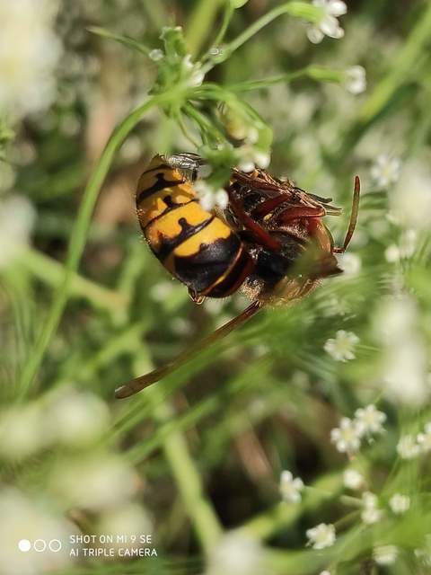 Vespa crabro - lódarázs