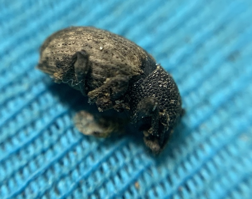 Otiorhynchus raucus - molyhos gyalogormányos