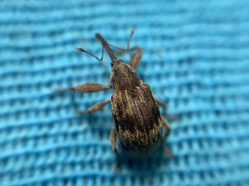 Anthonomus rectirostris - meggymaglikasztó Anthonomus rectirostris - meggymaglikasztó