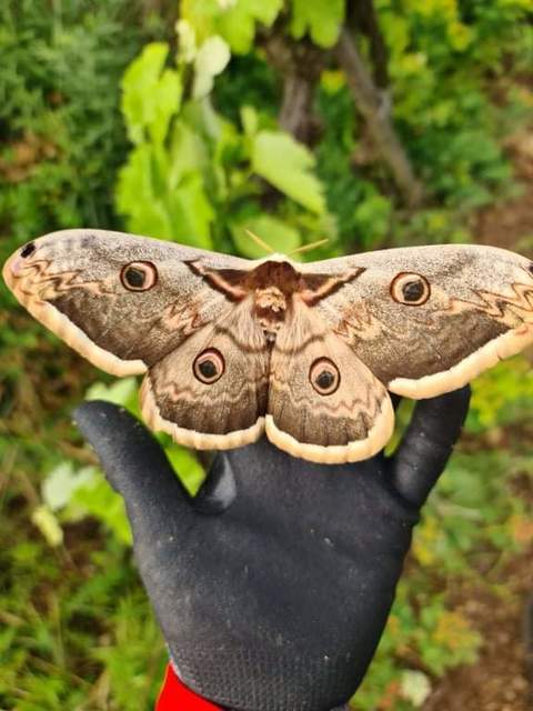 Saturnia pyri - nagy pávaszem
