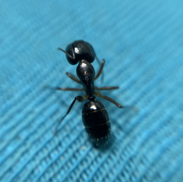 Camponotus fallax - ligeti lóhangya
