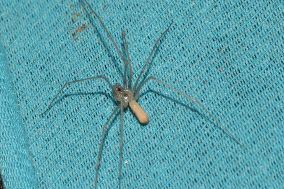 Pholcus phalangioides - nagy álkaszáspók Pholcus phalangioides - nagy álkaszáspók
