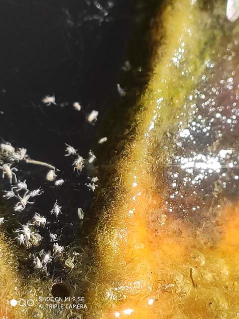 Rhopalosiphum nymphaeae