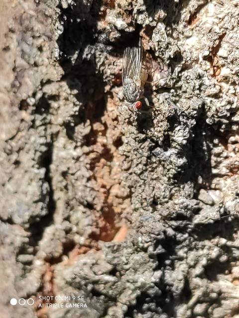 Lauxaniidae - pudvalegyek