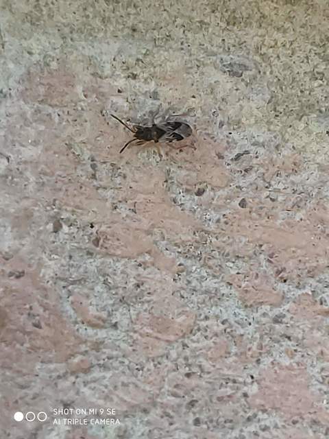 Scolopostethus