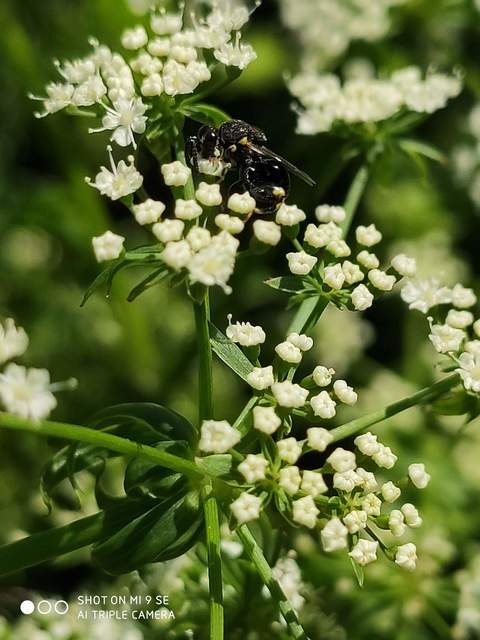 Brachymeria