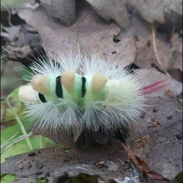 Calliteara pudibunda - hamvasszövő