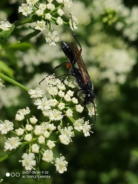 Chalybion femoratum - acélkék lopódarázs