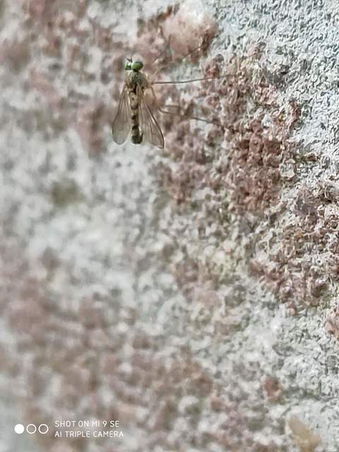 Sciapus