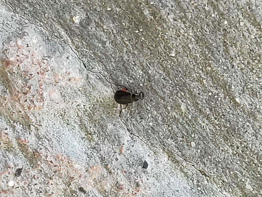 Ebaeus flavicornis - sárgacsápú bibircsesbogár