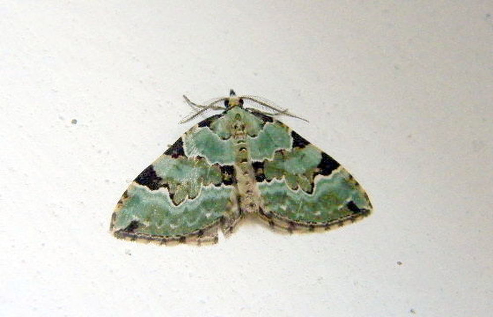 Colostygia pectinataria - zöld levélaraszoló