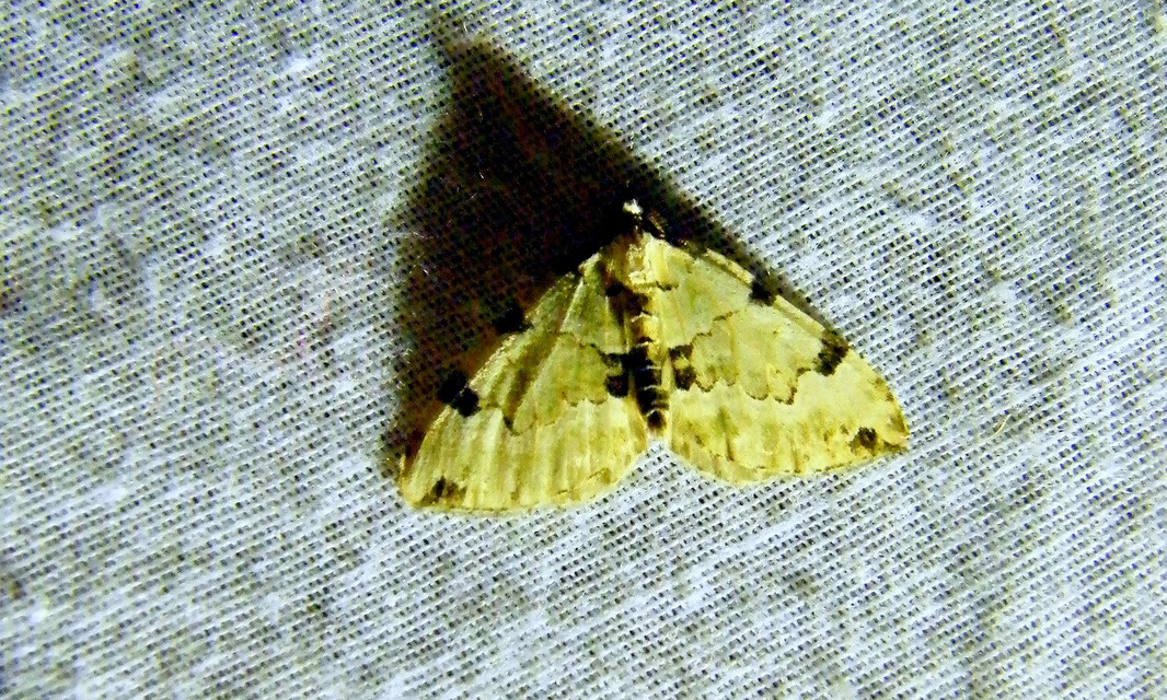 Colostygia pectinataria - zöld levélaraszoló