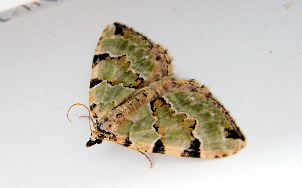 Colostygia pectinataria - zöld levélaraszoló
