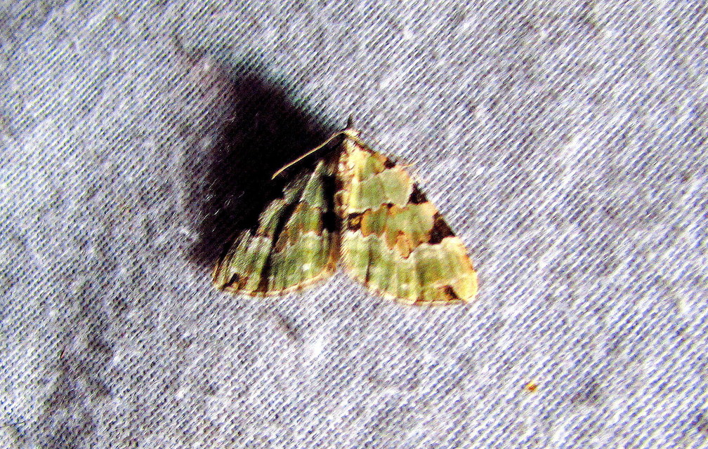 Colostygia pectinataria - zöld levélaraszoló