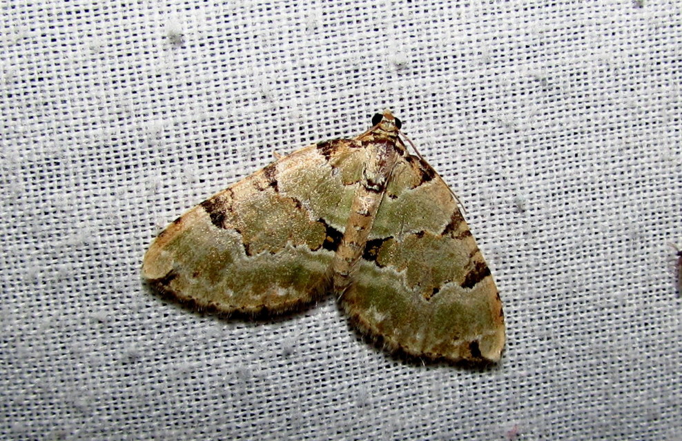 Colostygia pectinataria - zöld levélaraszoló