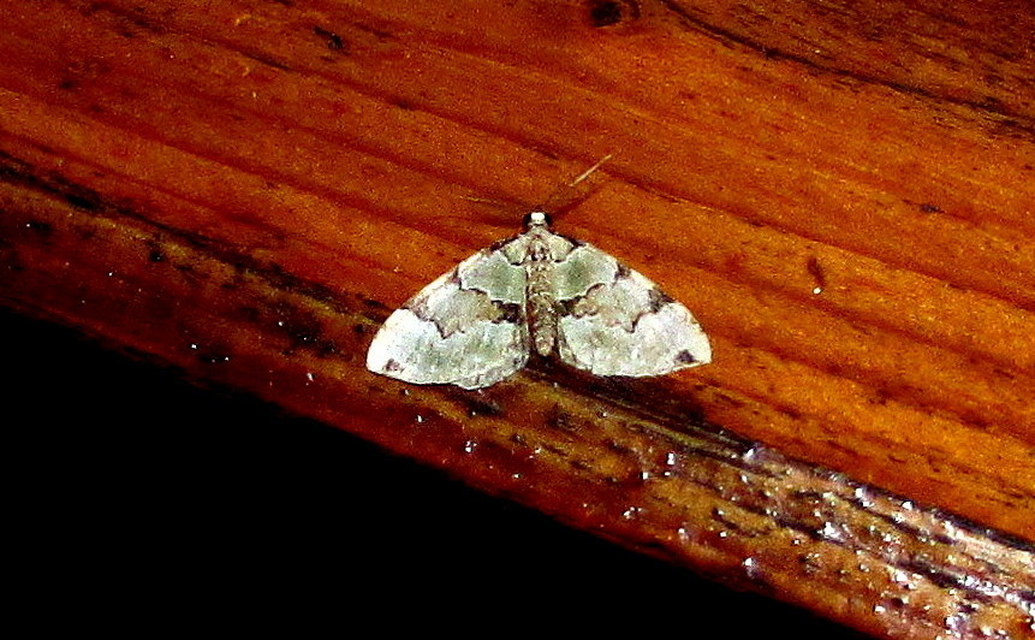 Colostygia pectinataria - zöld levélaraszoló