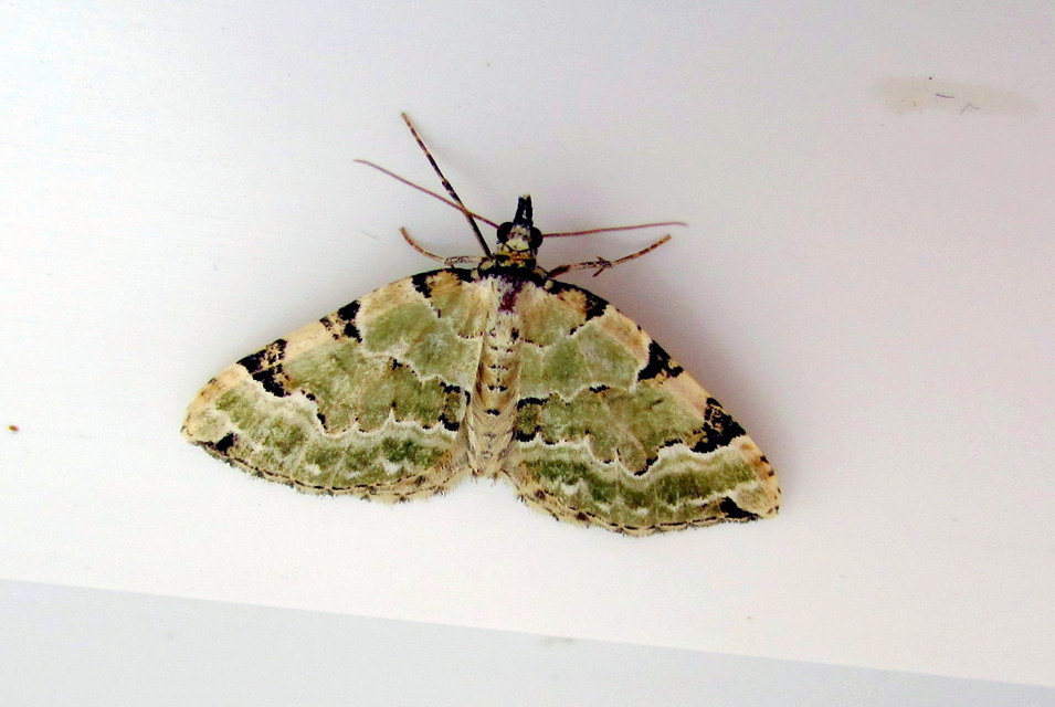 Colostygia pectinataria - zöld levélaraszoló