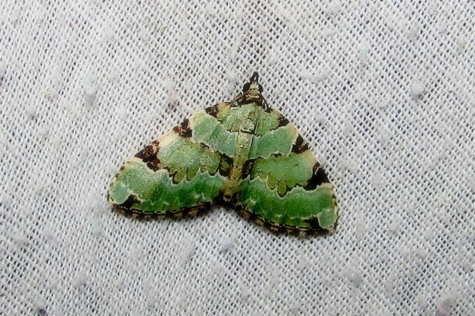 Colostygia pectinataria - zöld levélaraszoló