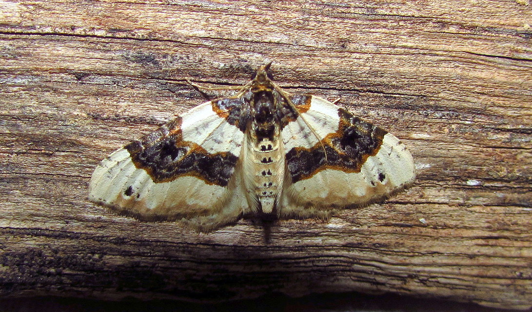Cosmorhoe ocellata - szemes galajaraszoló
