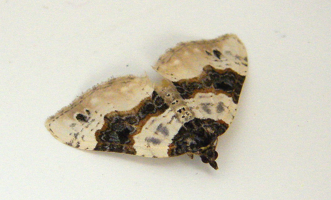 Cosmorhoe ocellata - szemes galajaraszoló